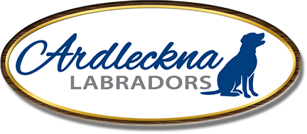 Ardleckna Labradors • Our Labs, Harp : Ardleckna Labradors