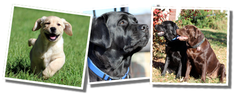 Ardleckna Labradors • Puppy Application : Ardleckna Labradors