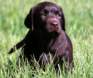 Ardleckna Labradors - Small breeder of quality English Labradors