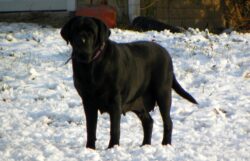 Annie, of Ardleckna Labradors - Small breeder of quality English Labradors