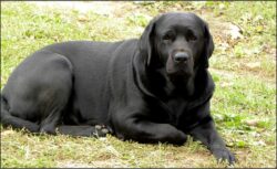 Annie, of Ardleckna Labradors - Small breeder of quality English Labradors