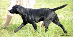 Beamish, of Ardleckna Labradors - Small breeder of quality English Labradors