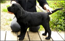 Beamish, of Ardleckna Labradors - Small breeder of quality English Labradors