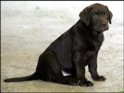 Caramello, of Ardleckna Labradors - Small breeder of quality English Labradors