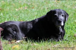 Guinness, of Ardleckna Labradors - Small breeder of quality English Labradors