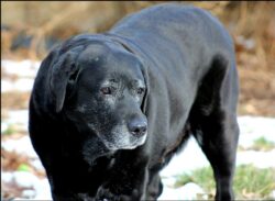 Guinness, of Ardleckna Labradors - Small breeder of quality English Labradors