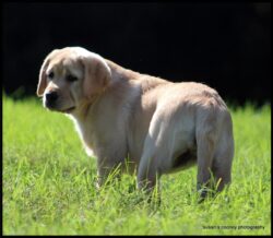 Killarney, of Ardleckna Labradors - Small breeder of quality English Labradors