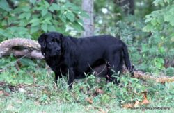 Millie, of Ardleckna Labradors - Small breeder of quality English Labradors